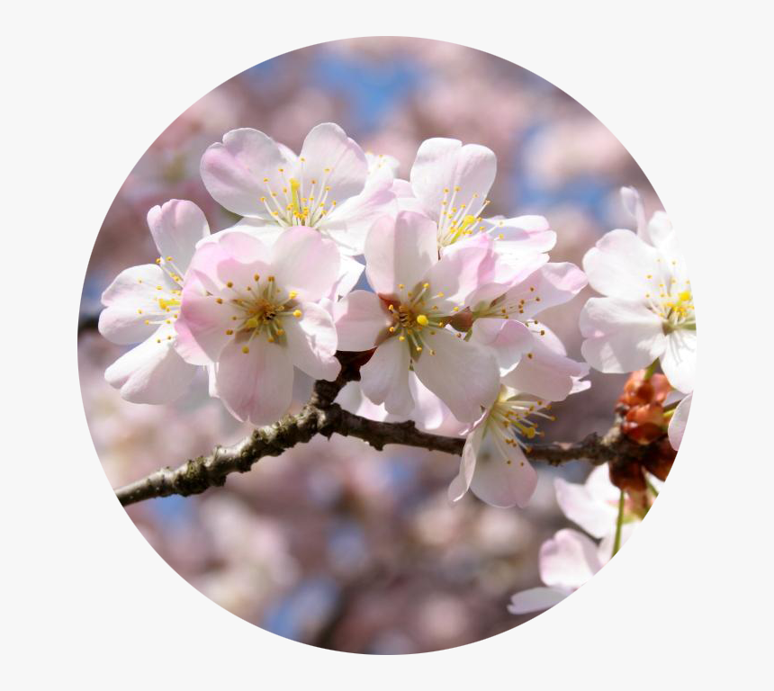 Cherry Blossom, HD Png Download, Free Download