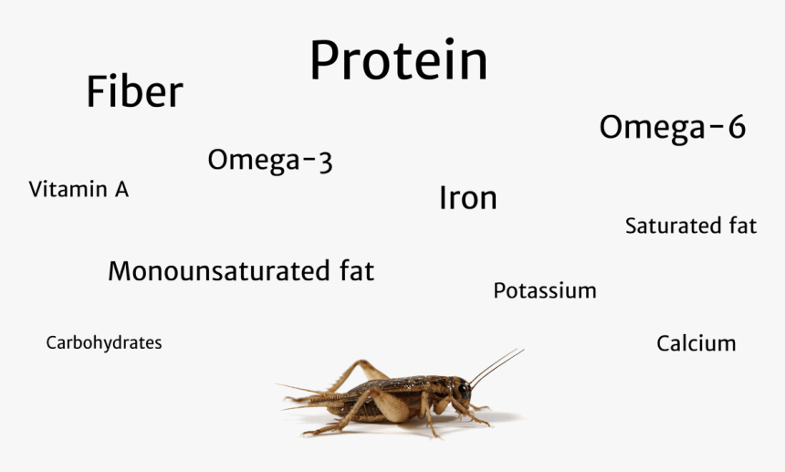 Nutritional Value Of A Cricket - 1 4 Inch Crickets, HD Png Download, Free Download