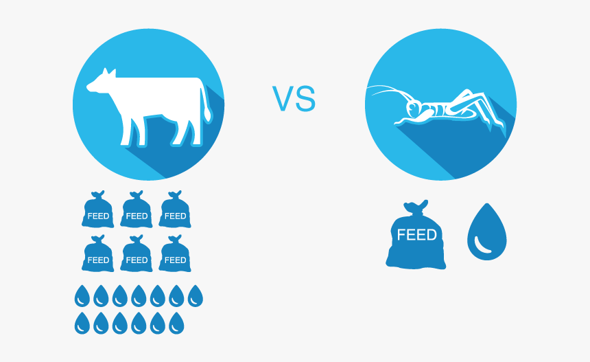 Infographicsmall - Cricket Food Infographics, HD Png Download, Free Download