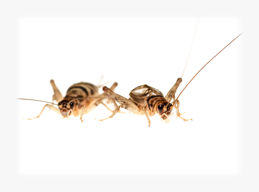 Food Supply Not "live Fast, Die Young - Male Crickets, HD Png Download, Free Download