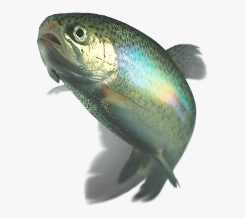 Transparent Rainbow Trout Png - Whacking With A Wet Trout, Png Download, Free Download