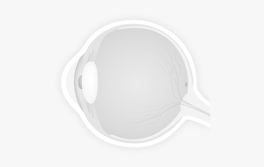 Anatomia Del Ojo Png, Transparent Png, Free Download