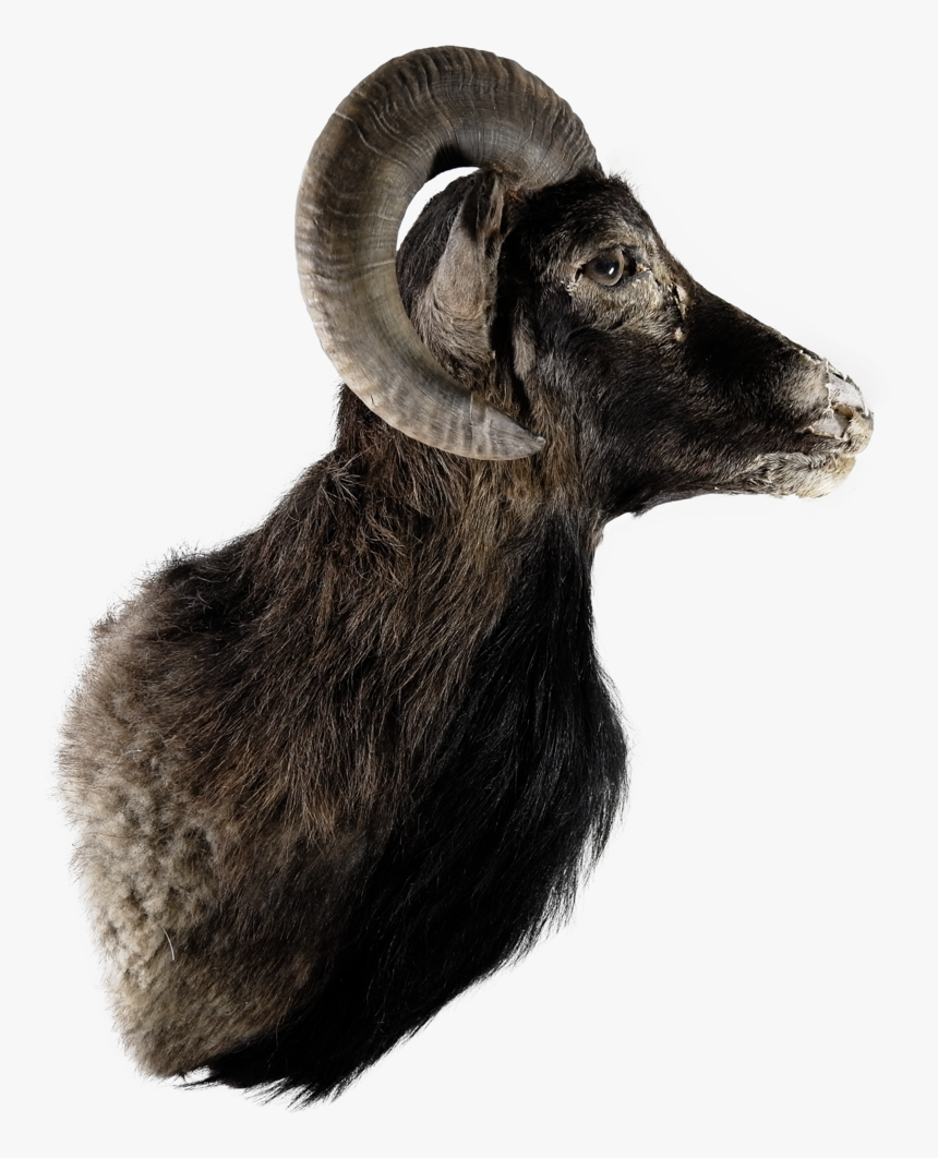 L1002655 - Argali, HD Png Download, Free Download