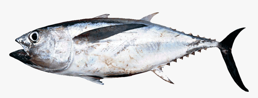 Ojo-gordo - Atlantic Bluefin Tuna, HD Png Download, Free Download