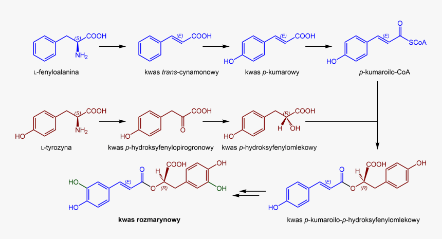 Biosynteza Kwasu Rozmarynowego - Chemical Structure For Euphorbia Hirta, HD Png Download, Free Download