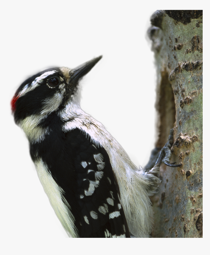 Woodpecker Png Image - Downy Woodpecker, Transparent Png, Free Download