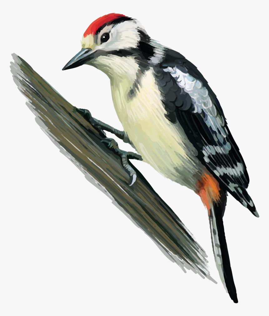 Woodpecker Png Transparent Images - Parts Of A Woodpecker, Png Download, Free Download