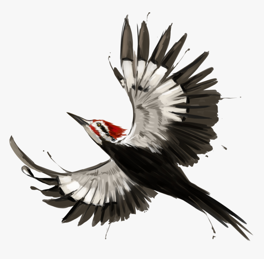 Pileated Woodpecker, HD Png Download, Free Download