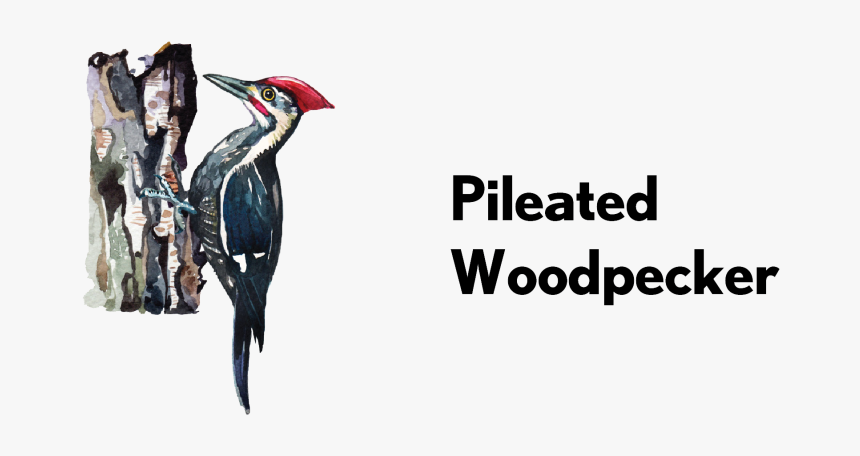 Ivory-billed Woodpecker, HD Png Download, Free Download