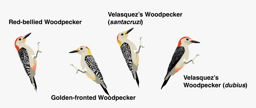 Red Bellied Woodpecker, HD Png Download, Free Download