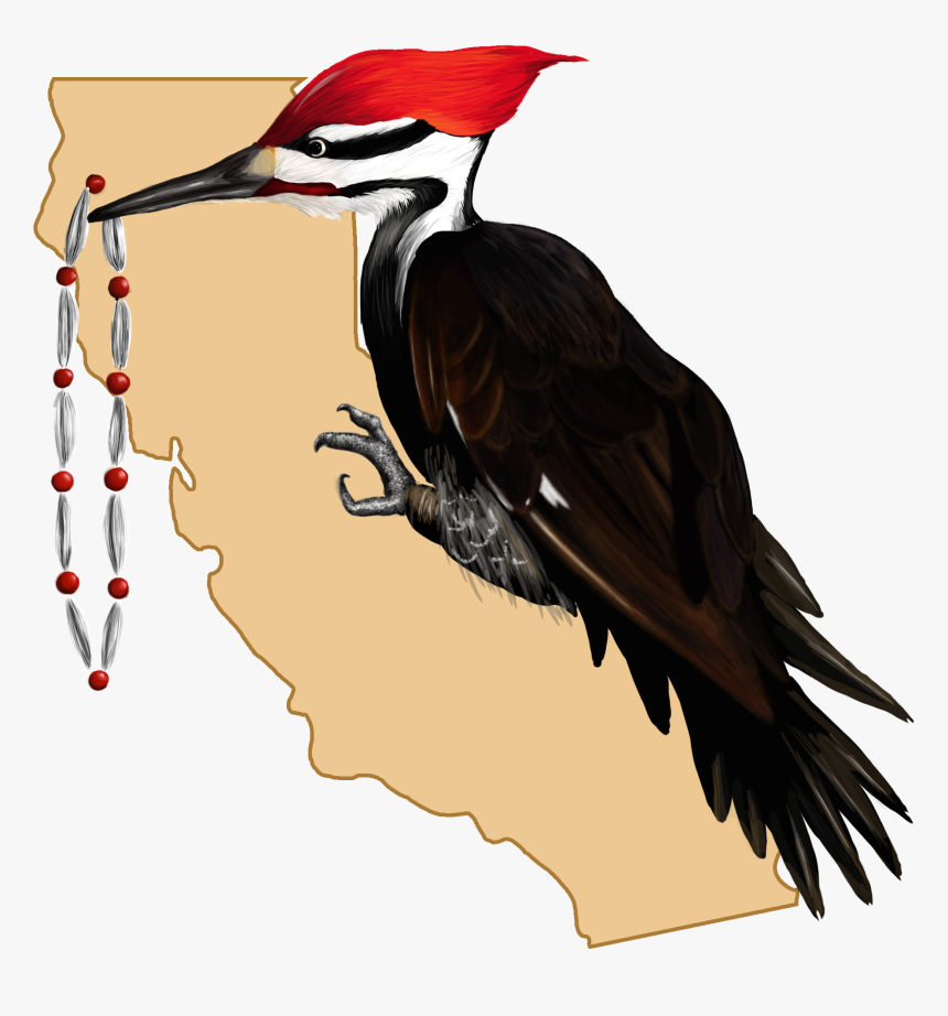 Transparent Tribal Feather Png - Ivory-billed Woodpecker, Png Download, Free Download