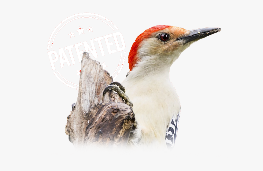 Red Bellied Woodpecker, HD Png Download, Free Download