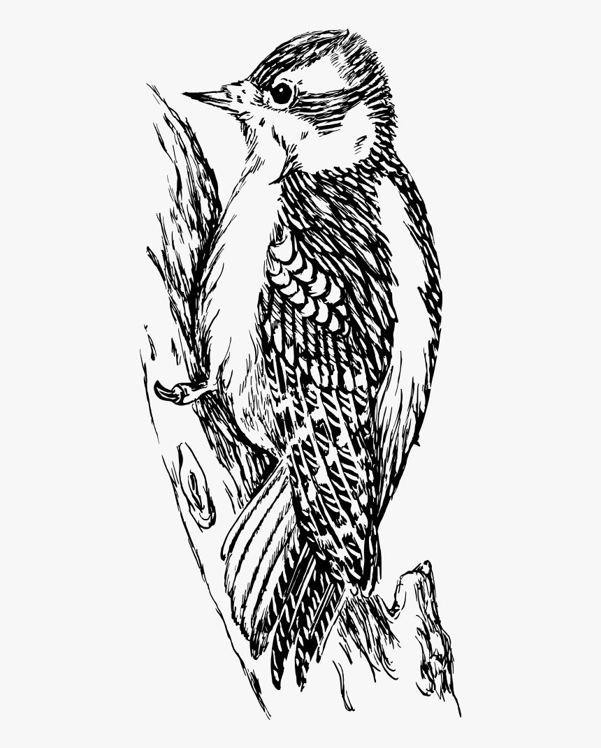 Woodpecker - Woodpecker Black And White Clipart Png, Transparent Png, Free Download
