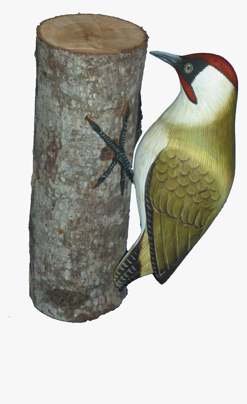 Transparent Woodpecker Png - Northern Flicker, Png Download, Free Download