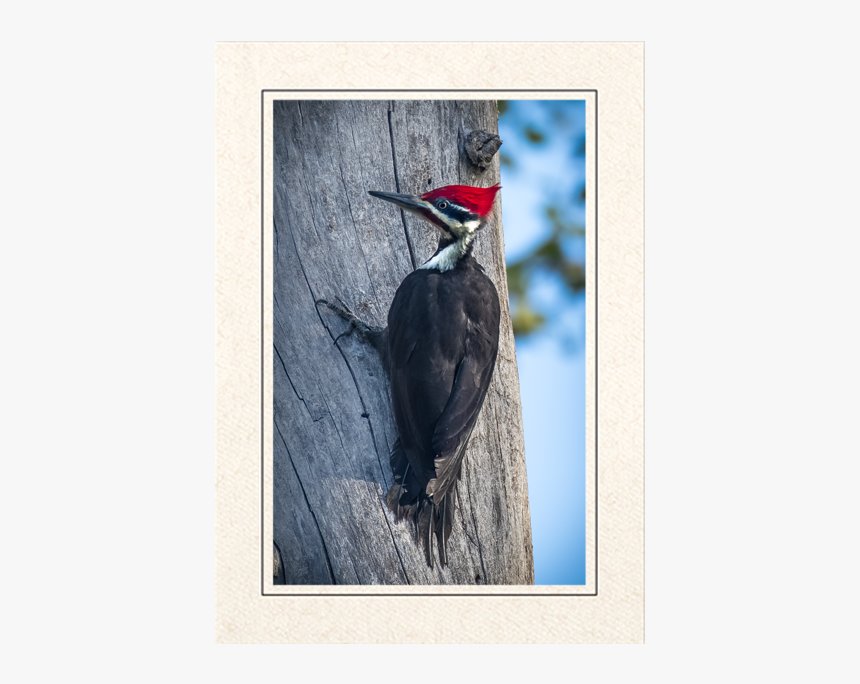 Pileated Woodpecker, HD Png Download, Free Download