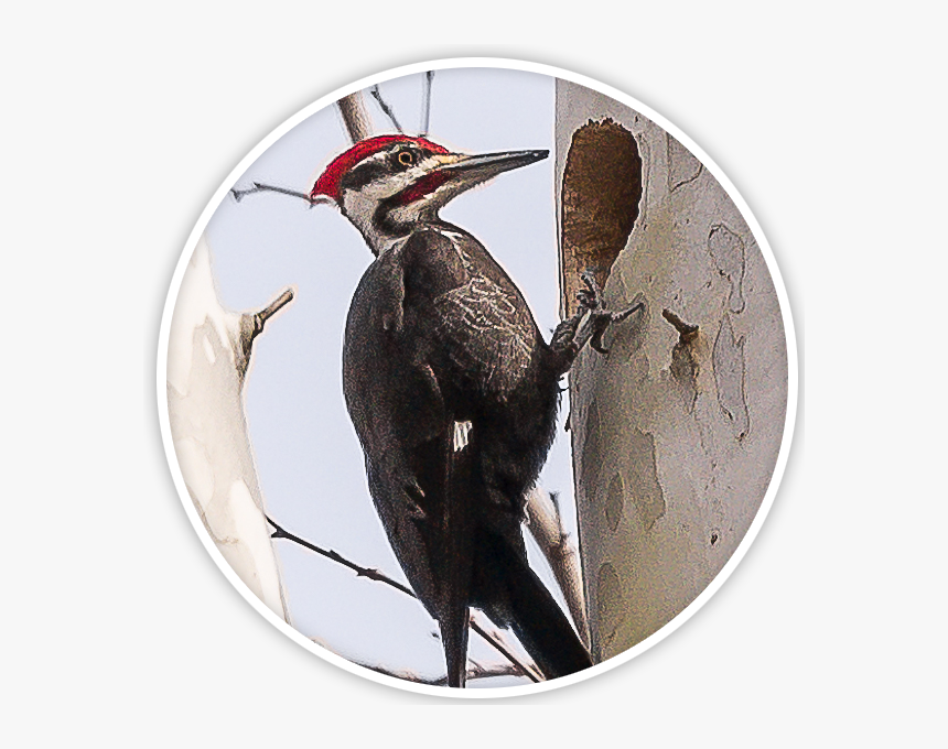 Pileated Woodpecker, HD Png Download, Free Download