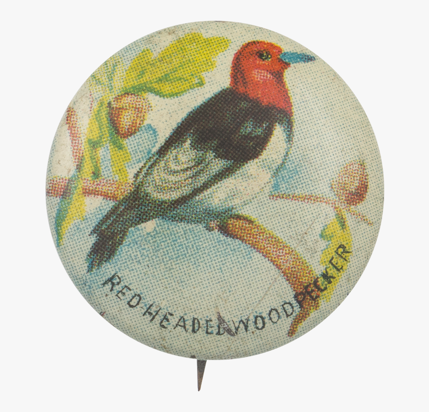 Red -headed Woodpecker Art Button Museum - European Robin, HD Png Download, Free Download