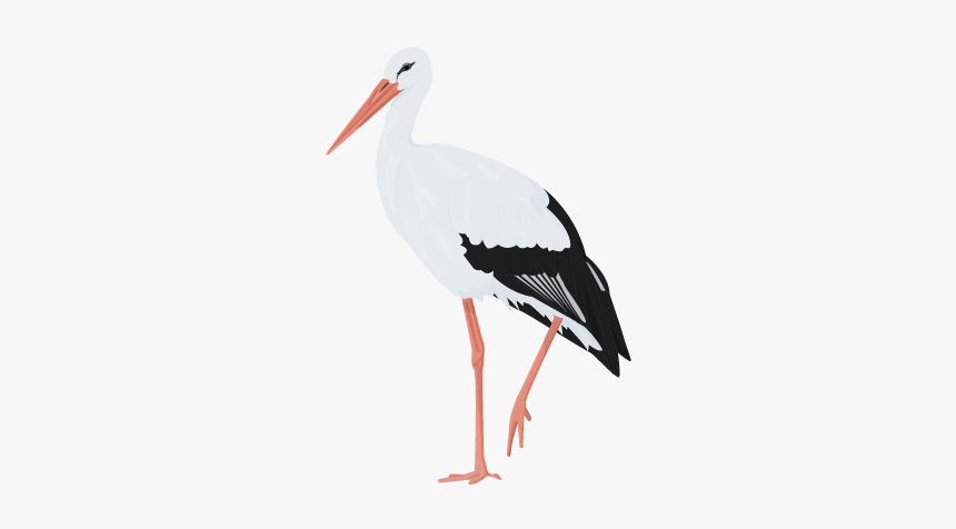 White Stork Water Bird Beak Woodpecker - White Stork Png, Transparent Png, Free Download