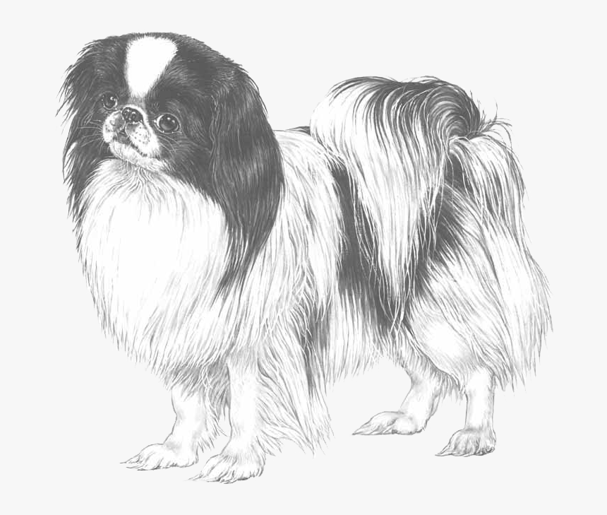 Chin Pedigreed Breeds Dogwellnet - Japanese Chin Drawing, HD Png Download, Free Download