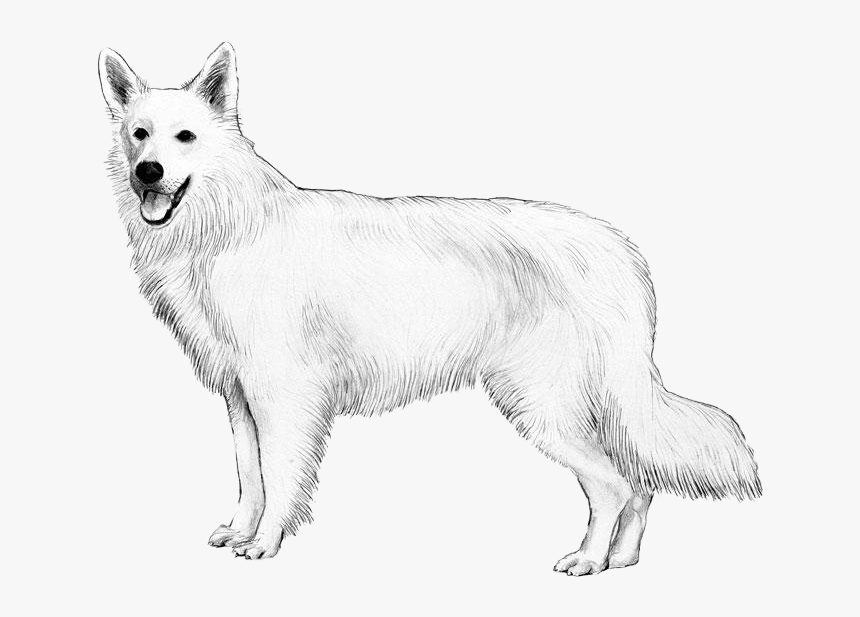 White Swiss Shepherd Dog - Canadian Eskimo Dog, HD Png Download, Free Download