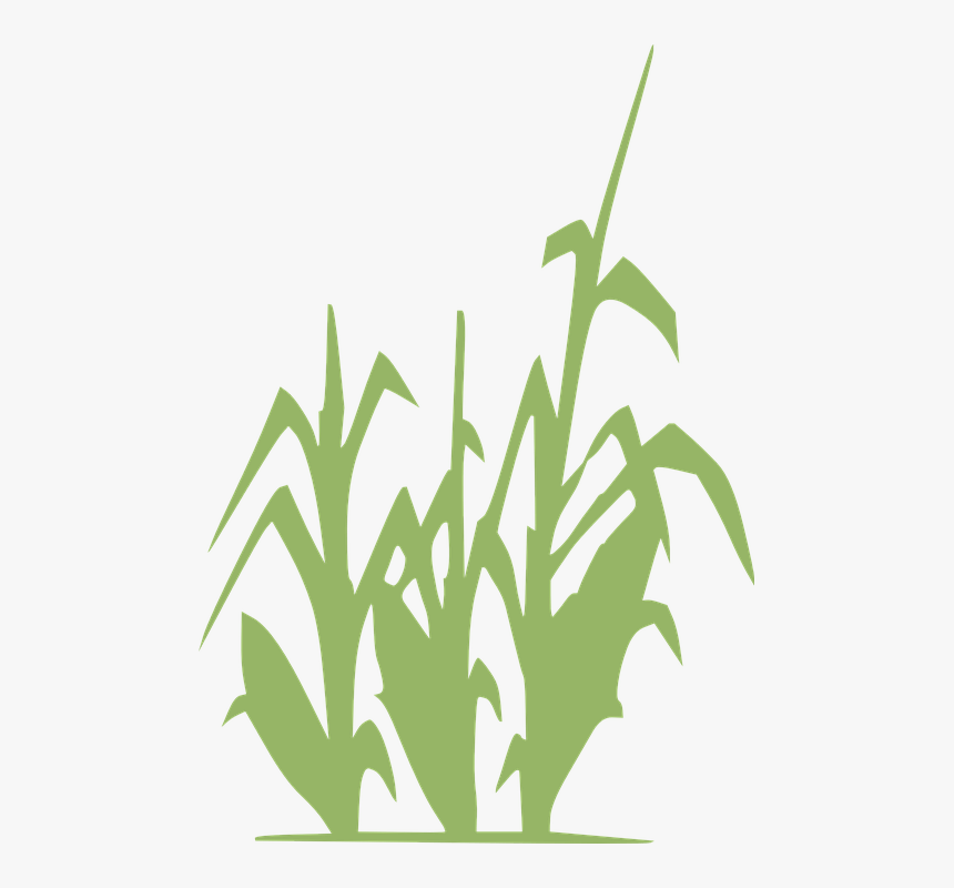 Corn Silhouette, HD Png Download, Free Download