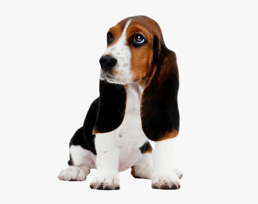 Basset Hound Puppy Clip Art - Basset Hound Png, Transparent Png, Free Download