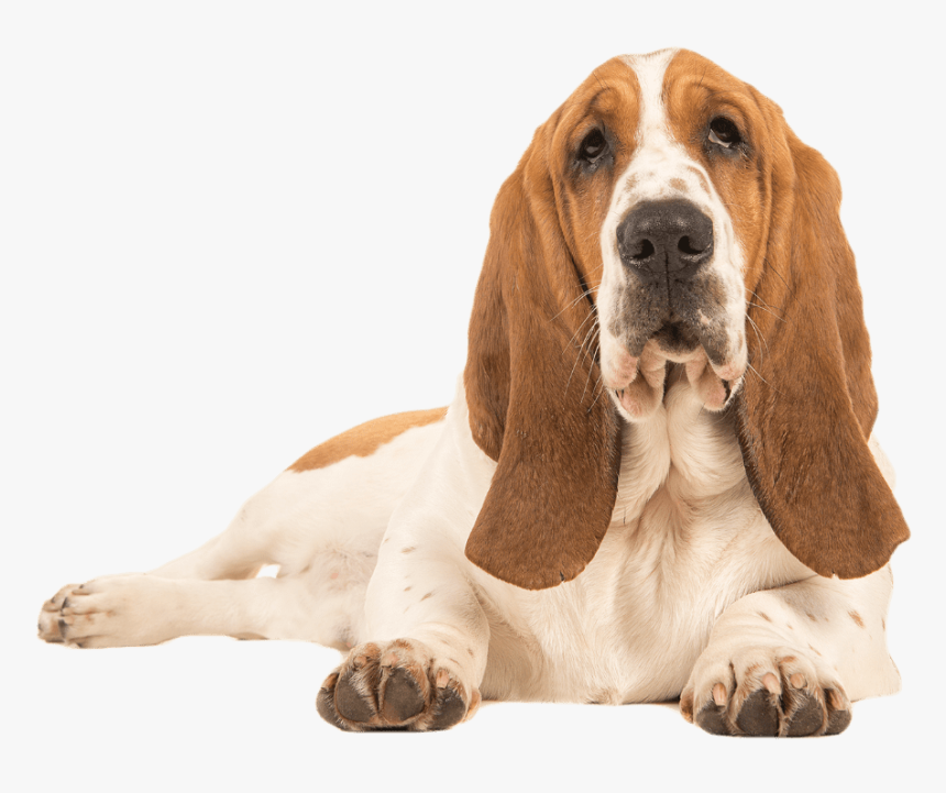 Basset Hound Lying Down - Basset Hound Dog Png, Transparent Png, Free Download