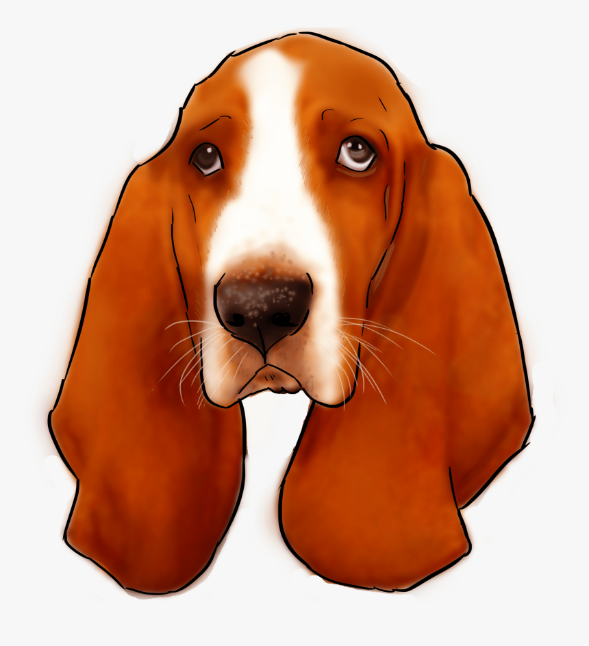 27 Why Are You A Basset Hound , Png Download - Basset Hound 4k, Transparent Png, Free Download