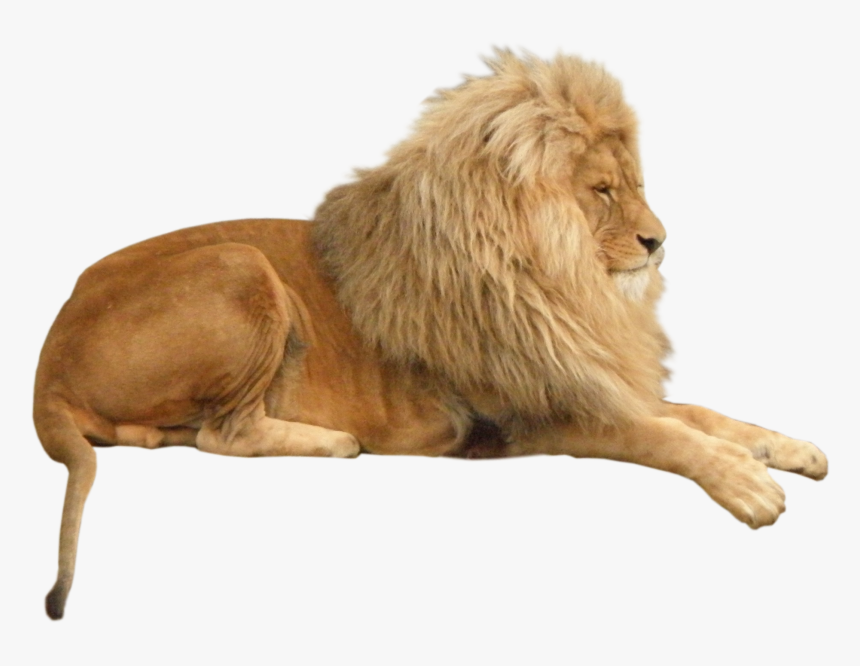 Lion Animal Png Image - Lying Lion, Transparent Png, Free Download