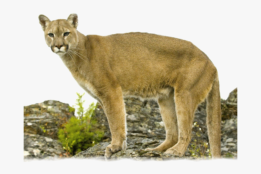 Lion Standing On Rock - Transparent Background Mountain Lion Png, Png Download, Free Download