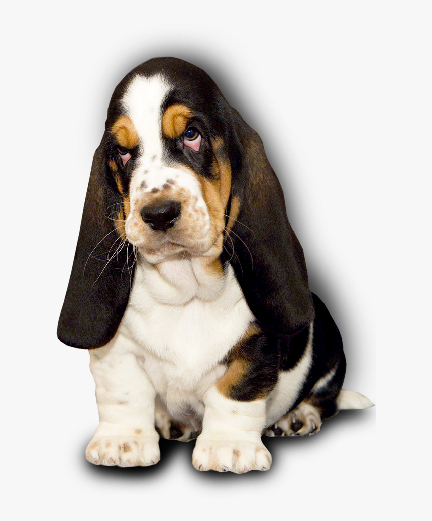 Basset Hound Kennel Dina"s Way English Facebook - Basset Hound Stene, HD Png Download, Free Download