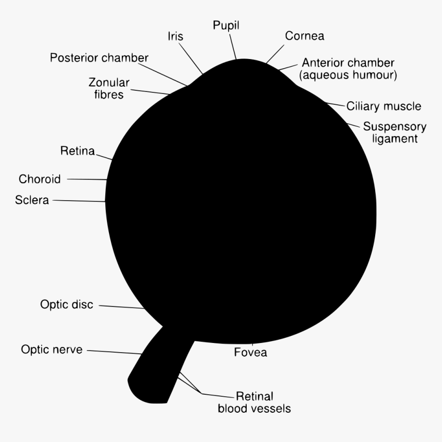 Diagram, HD Png Download, Free Download