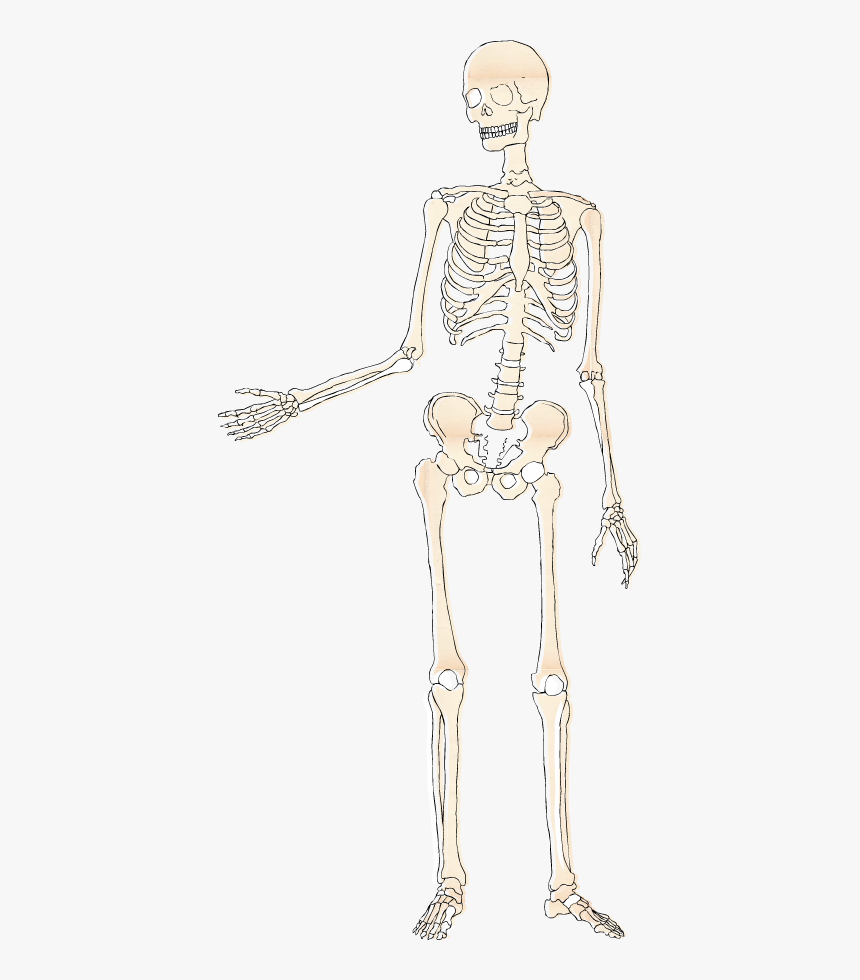 Bone, HD Png Download, Free Download