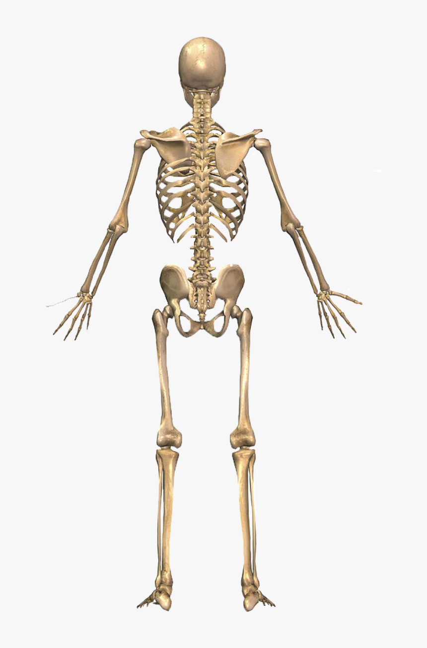 The Skeletal System Body - Skeletal System From Back, HD Png Download, Free Download