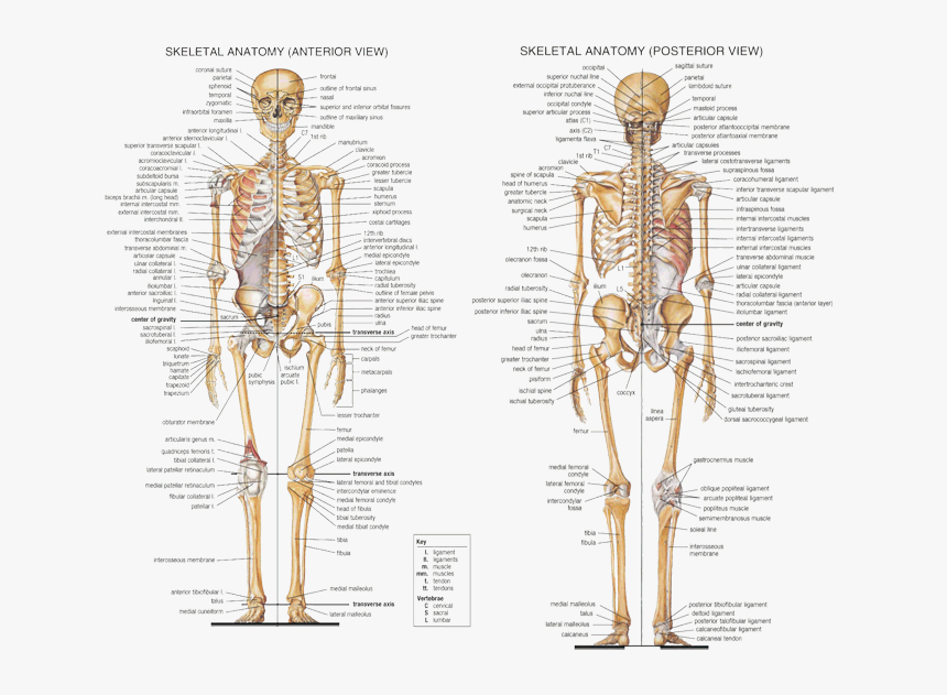 Clip Art Skeletal System Labeled - Skeletal System Labeled Front And Back, HD Png Download, Free Download