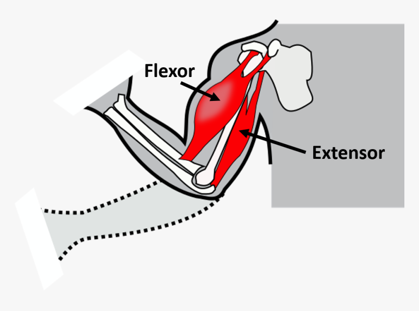 Motor Units And Systems - Flexion Illustration, HD Png Download, Free Download