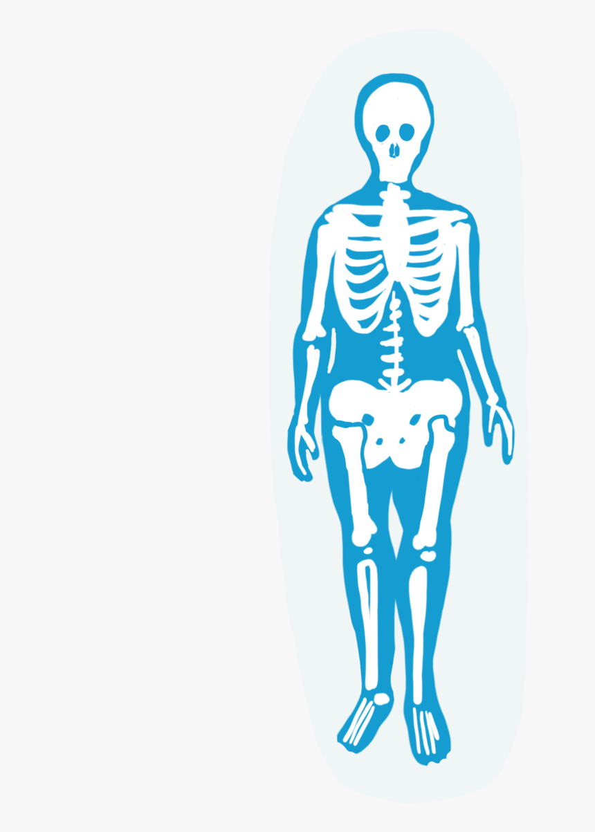 Skeletal System - Illustration, HD Png Download, Free Download