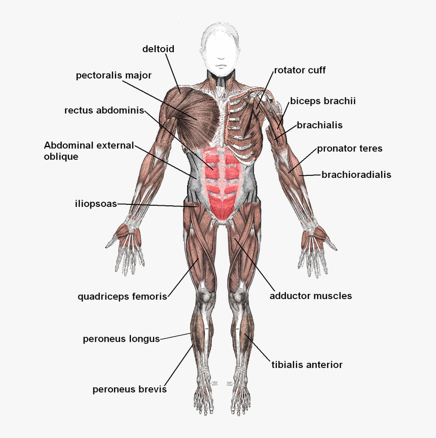 Transparent Nervous System Clipart - Skeletal System Muscles, HD Png Download, Free Download