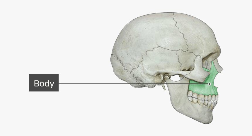 The Body Highlighted On Bone - Angle Of A Bone, HD Png Download, Free Download