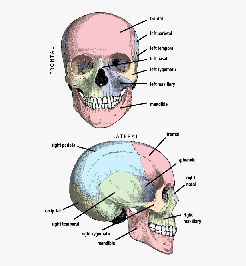 Cranium With Bones Labeled In Anterior And Lateral - Petrous Part Of ...