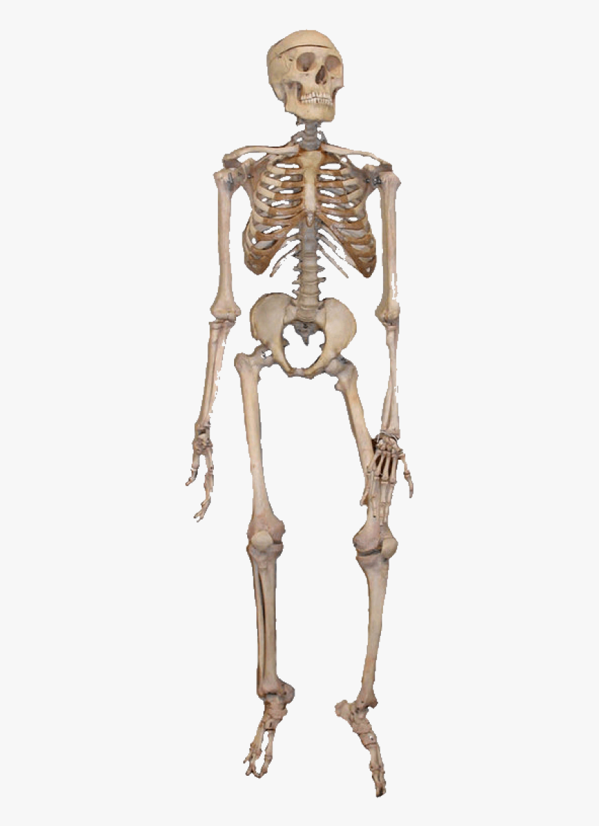 Skeleton Png Image"
										 Title= - Function Of Bones In Human Body, Transparent Png, Free Download