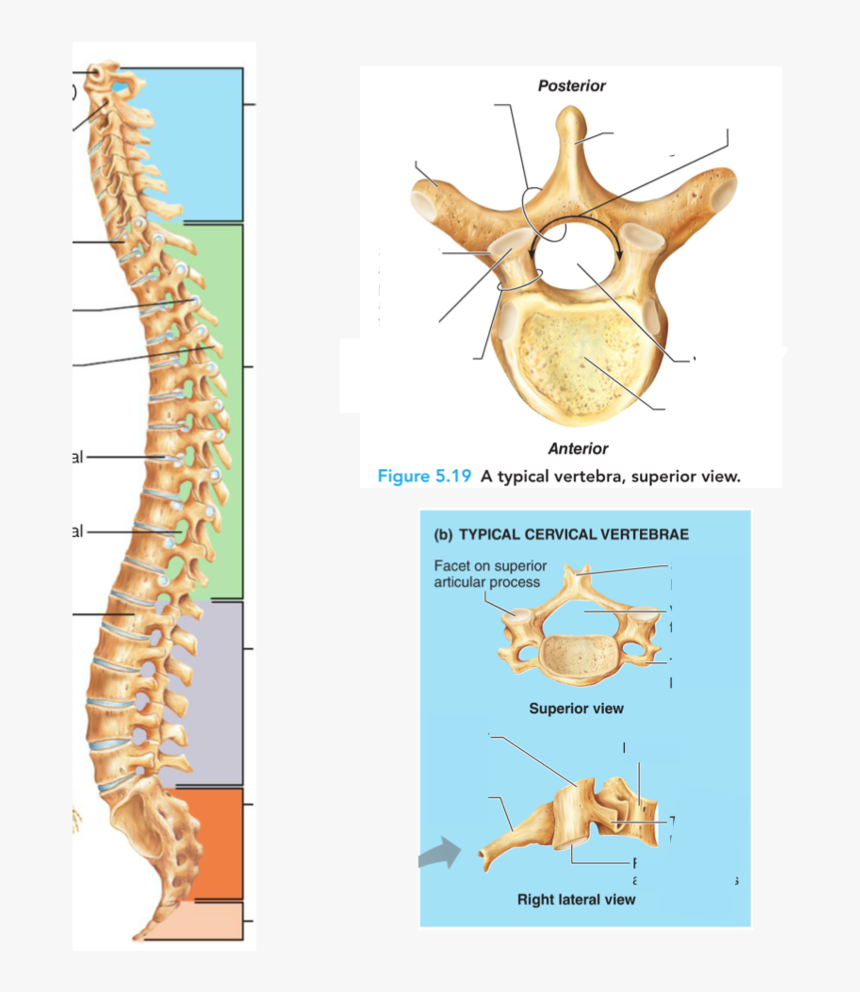 Diagram, HD Png Download, Free Download