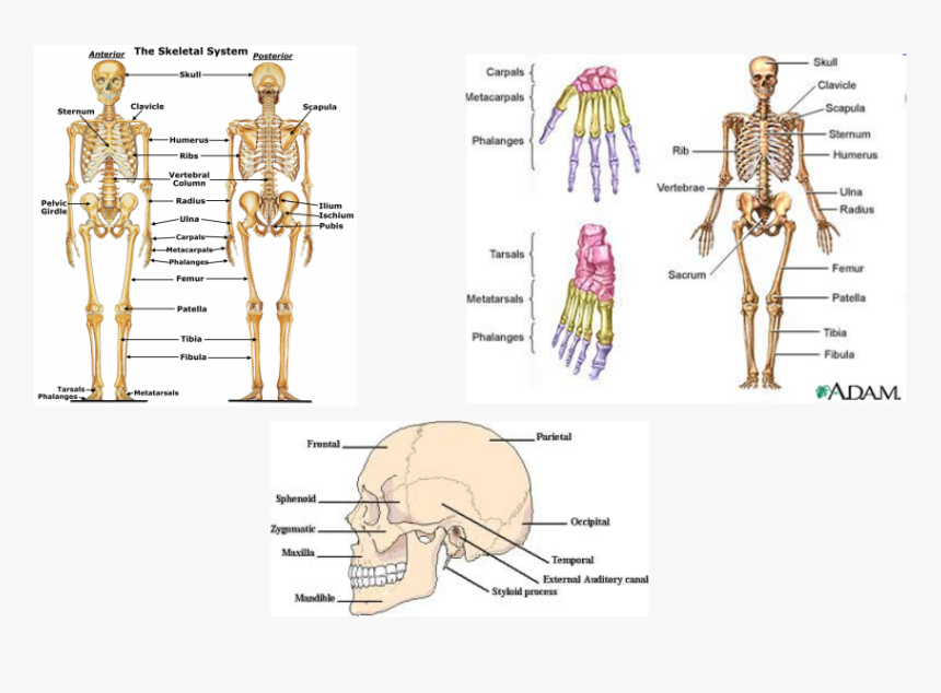 Picture Major Bones In The Upper Body Hd Png Download Kindpng