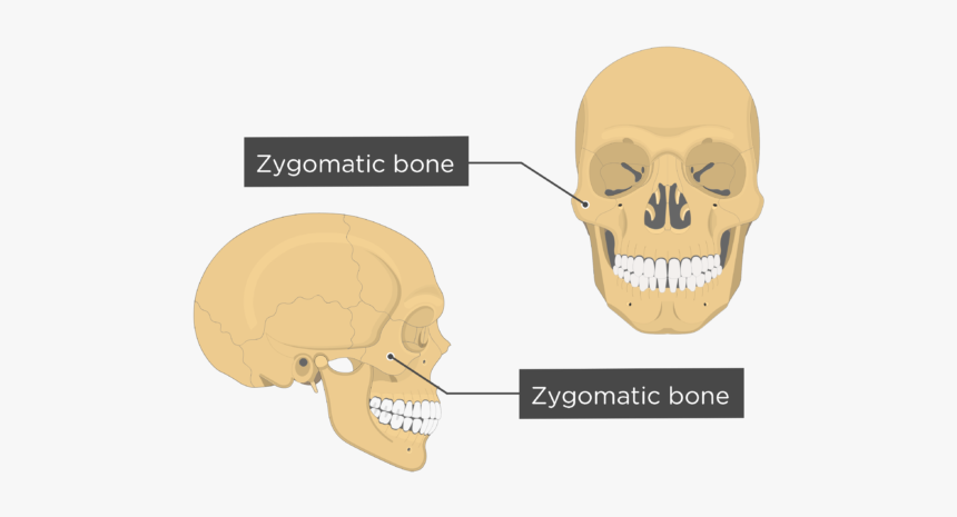 Zygomatic Bone - Overview - Labeled - Zygomatic Bone, HD Png Download, Free Download