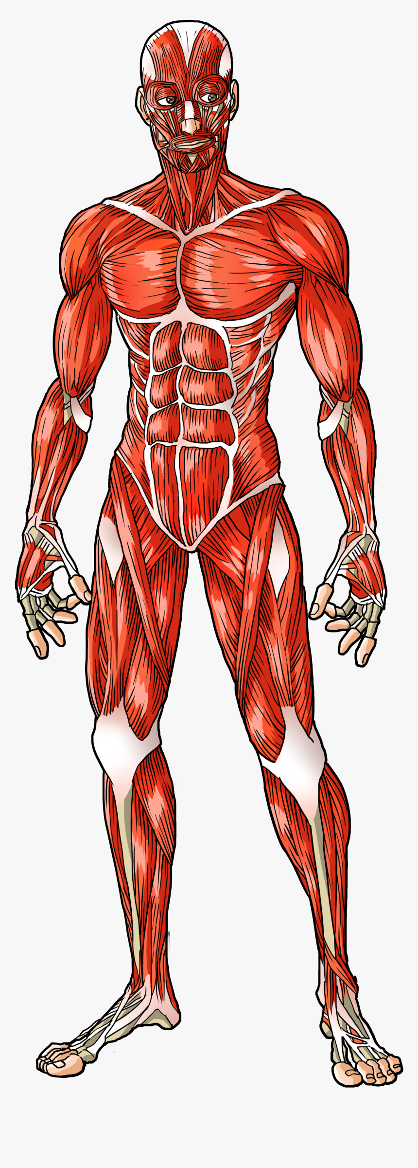 Muscle System Human Body, HD Png Download - kindpng