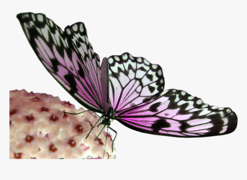 Pink And Black Butterfly Transparent Png Image - Cual Es El Efecto Mariposa, Png Download, Free Download