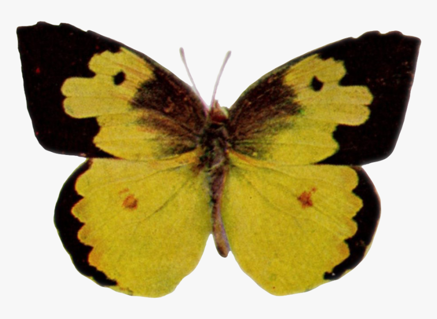 Zerene Cesonia-transparent - Colias Hyale, HD Png Download, Free Download