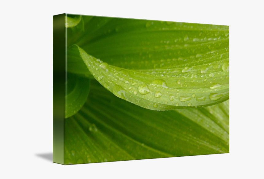 Clip Art Raindrops On Leaves - Dew, HD Png Download, Free Download
