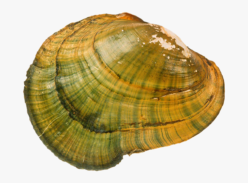 Transparent Clams Png - Macoma, Png Download, Free Download