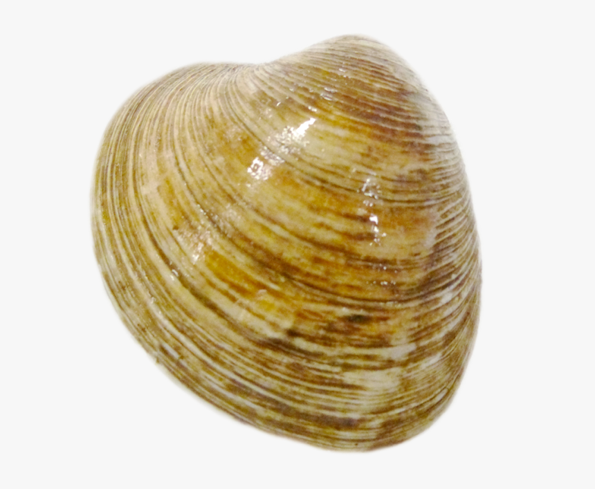 Clams, HD Png Download, Free Download